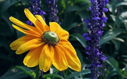 喜欢菊花不如养一盆“金光菊”,璀璨夺目,花期长适合盆栽养殖