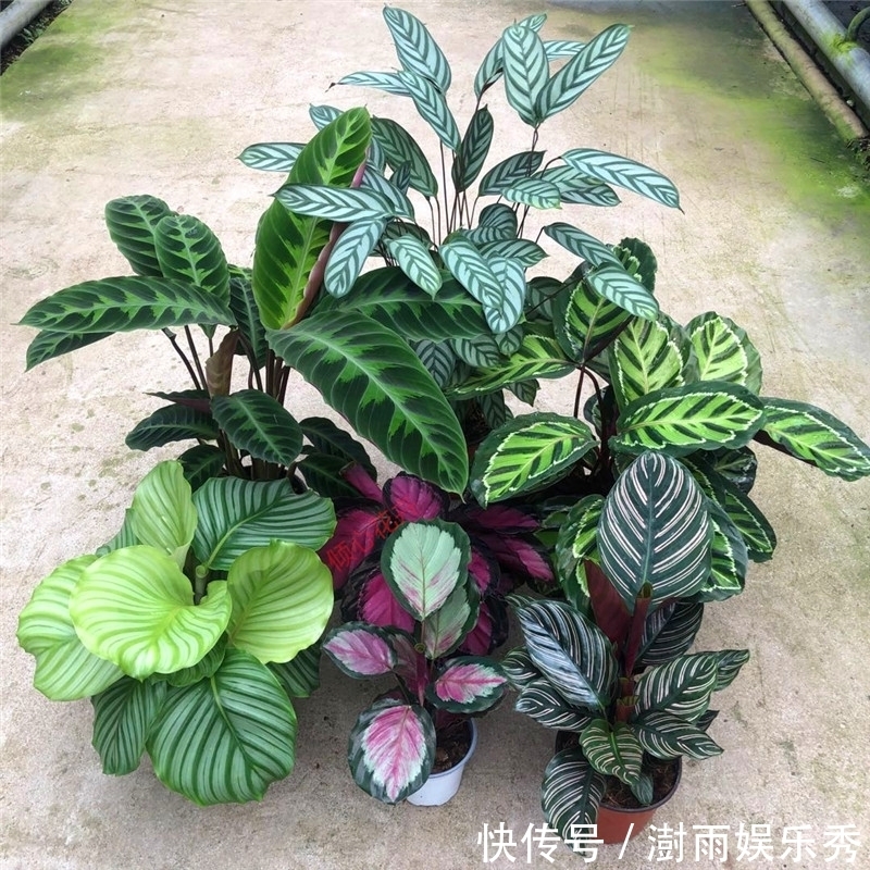 13种“阴冷花”,客厅没光照,长得更旺,越晒越难看