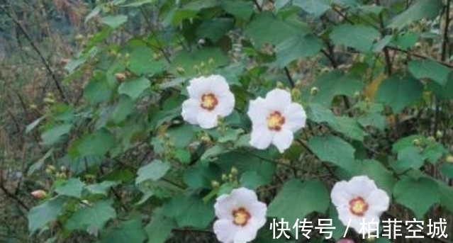 它被称为“千面美人妖精花”,价值珍贵,不容小觑