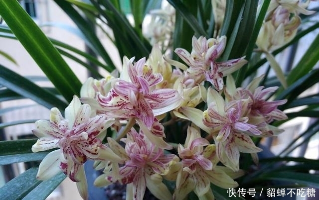 喜欢香味花卉的选它准没错，半年的花期，比较好养