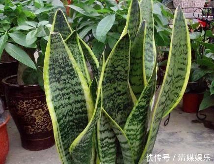 虎皮兰入夏,一定不缺“它”,新芽“翻个”长,盆盆叶片1米高