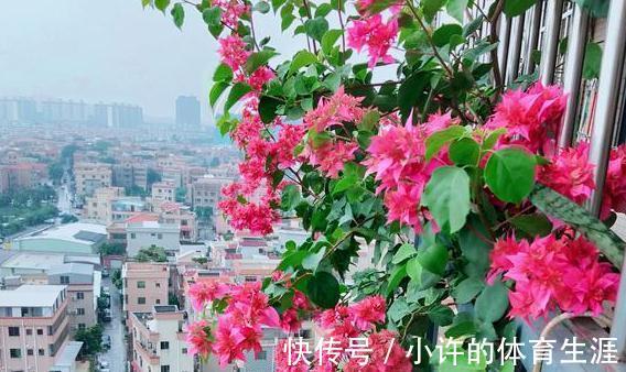 催花|养三角梅别宠着它,对它越狠花越多