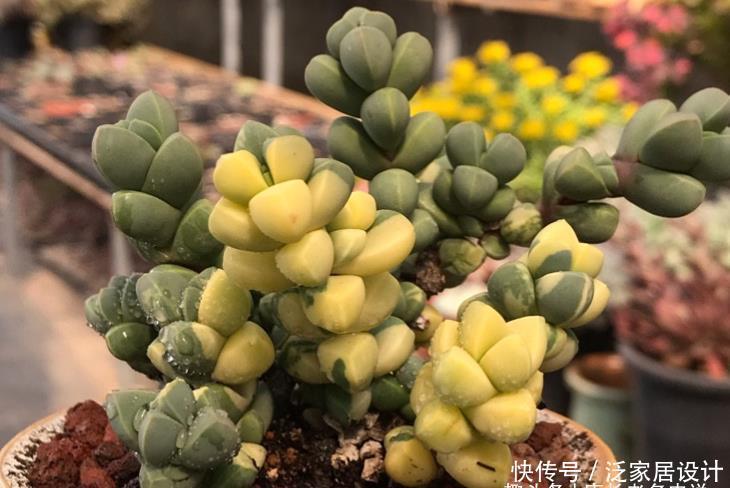 养护|多肉黄金鹿角海棠就是鹿角海棠锦,但假的特别多,分不清就会被坑