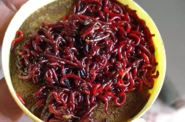 有种“对比”叫蚯蚓和红虫，钓友：天冷后，好过用小药