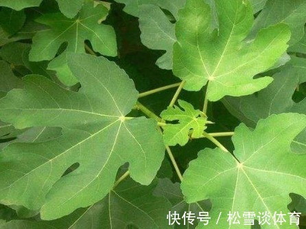 脚气|无花果的叶子为中药至臻，功效价值受中医欢喜！一定要收藏好