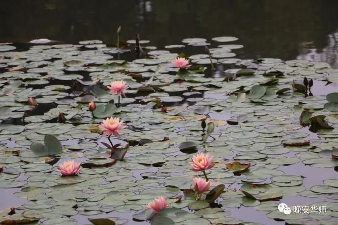 真好看！华师最美校花由你来选