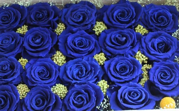大家见过“蓝色妖姬玫瑰”吗花中新贵,妖艳迷人,颜值高寓意好