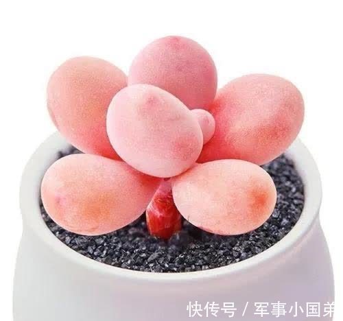 喜欢桃蛋，10月份入手后宠着养，叶子会粉嫩又肥胖