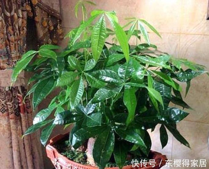 此款|家里阳台养此款花,新手也能养爆盆,花型圆滚惹人爱,值得拥有