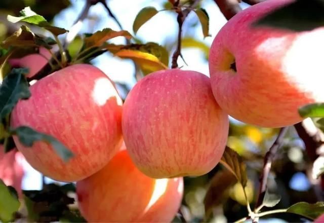 果肉|建议中老年人小暑前后,若条件允许,这5种水果每天可多吃一点