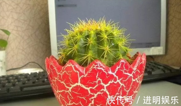 养殖|想要办公室养眼有亮色,这几种“必种”植物不能少,你有吗