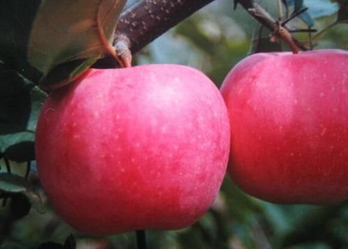 经常吃点苹果, 7个好处收入囊中, 不爱吃的朋友可惜了!