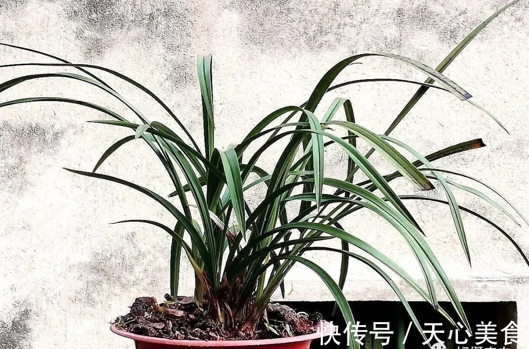 春兰、蕙兰这样种植,4年不翻盆,也从没发现烂根