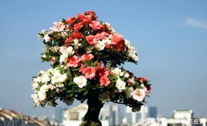 杜鹃花冬天室内有“四怕”,做错赶紧改正,让它叶子油绿不发黄!