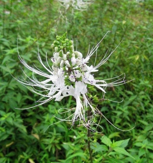 叶片|这东西,路边常见,俗称“肾草”,价值珍贵却被当野草对待,可惜