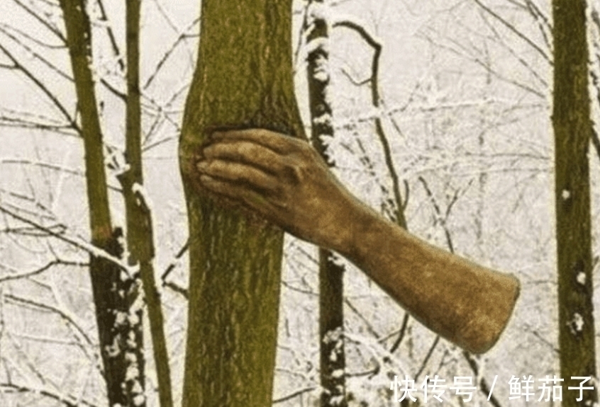 一只手$世界上最顽强的一只手,握在一棵树上50年,网友:好心疼树