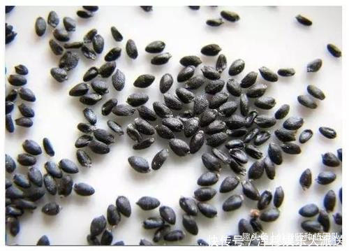 能吃能观赏的火龙果,如何盆栽教你两招,来年还能吃上果实