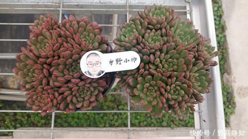 多肉服|多肉服盆难，了解这4个原因再纠正，肉肉轻松服盆