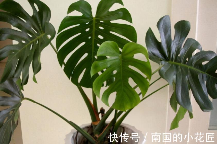 花友|家庭盆栽的龟背竹，看着精神萎靡、瘦瘦小小？有3处做错了