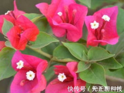 家养三角梅学会这3招，枝头长满小红花，繁花似锦美极了！