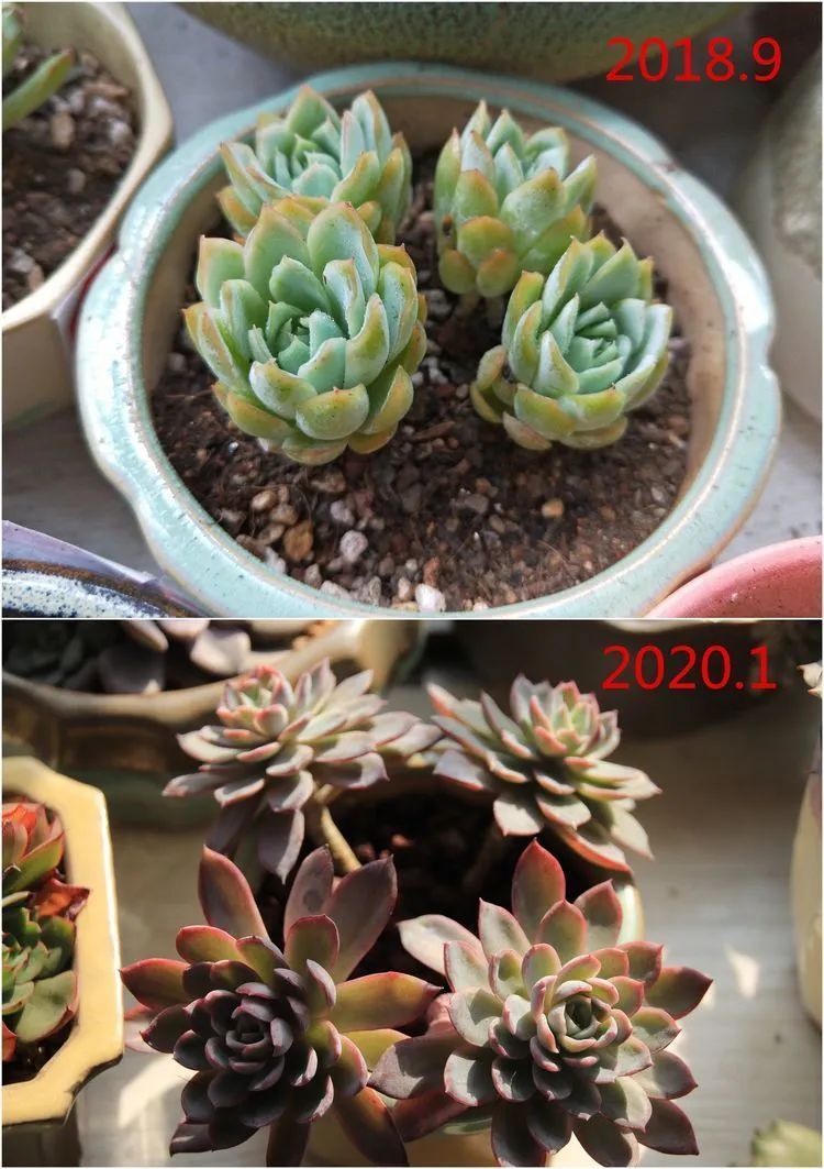 每次的剁手都是忍无可忍,无需再忍!买买买!静待肉美!