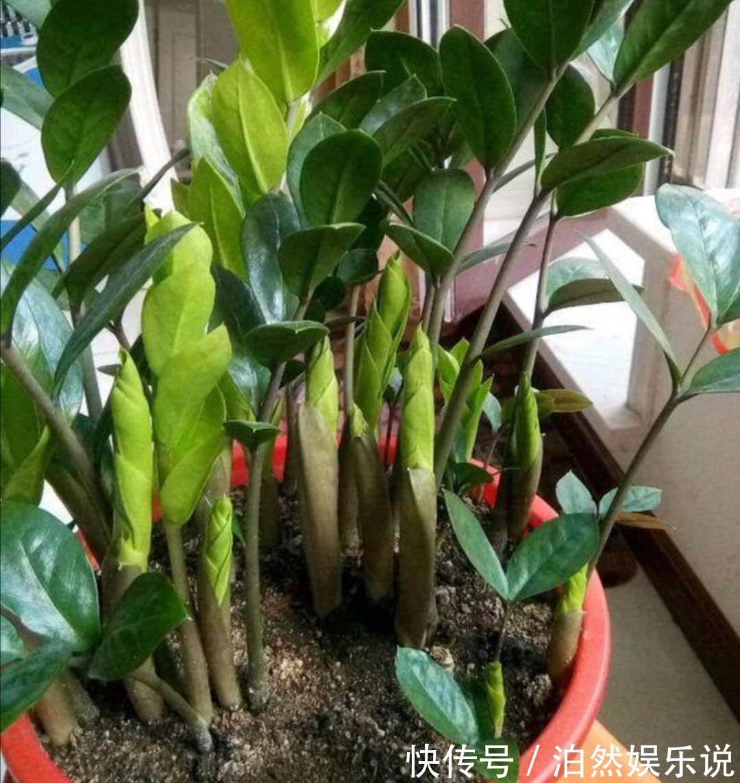 5种客厅“懒人花”,耐阴又耐旱,天天不管它,挤出满盆大笋芽
