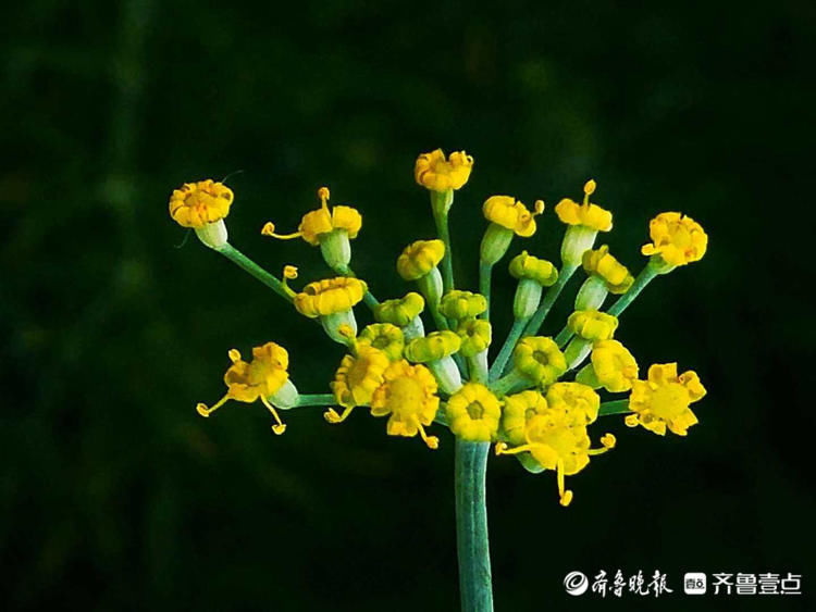 小巧|花开齐鲁精细小巧!临沂郯城烂漫盛开的茴香花,你认识吗?