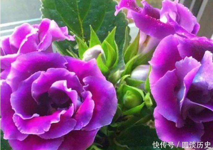 花期|适合阳台养护的花卉,花期长达200天,盆盆能开上百朵