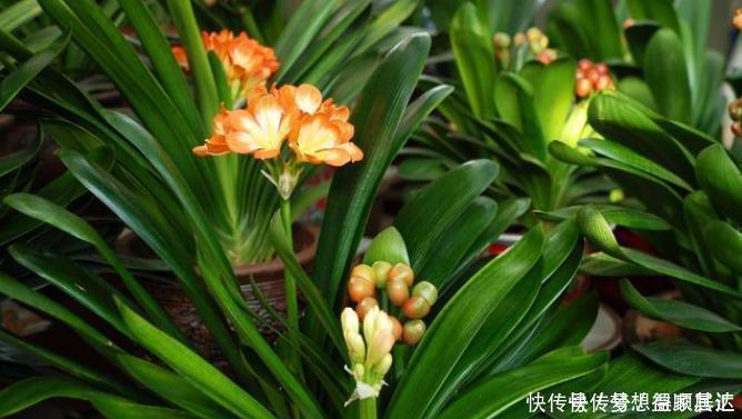 20年的养花经验,告诉你4个绝技,保证养花不死