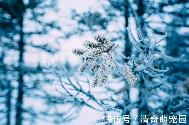 谢道蕴！白居易晚上被冻醒，写下一首夜雪诗，短短20个字，成为咏雪绝唱