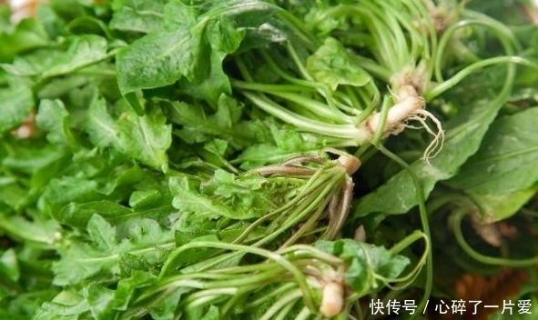 胡萝卜素|农村这曾被用来喂猪的野菜,如今可是城里人高价都要买来吃的佳肴