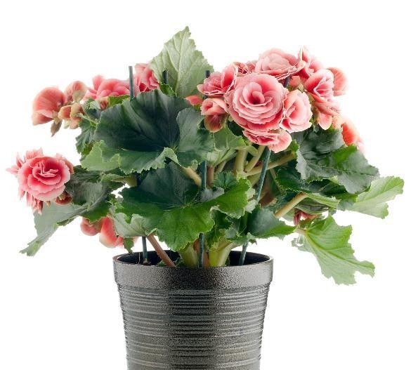  秋海棠|如何养护秋海棠？又该如何预防常见的病症呢？