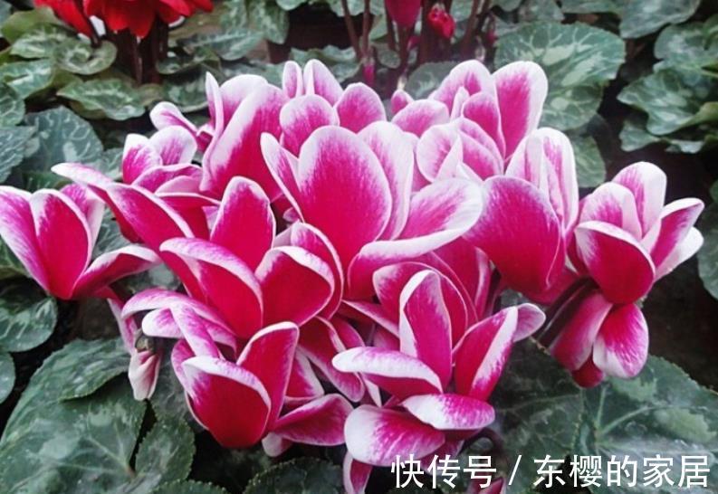 10月推荐你养3种花,颜值高价格便宜,不到10块就能买一盆