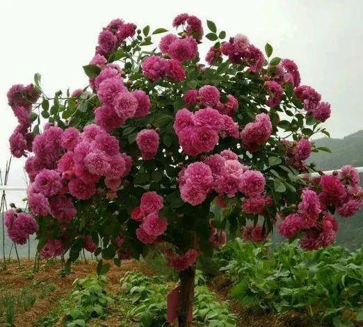 嫁接月季花?告诉你个小绝招,一年四季都能活,变成老桩大花树