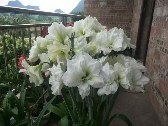 朱顶红|种了1个洋葱头,没想到花开巴掌大!越看越美!