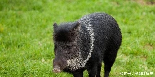 偶遇|汉景帝妃子上厕所偶遇野猪，侍卫抗旨不救，却为何反被称赞？