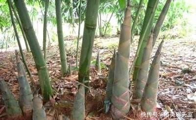 文人|宁可食无肉,不可居无竹:文人为何如此喜欢竹子?