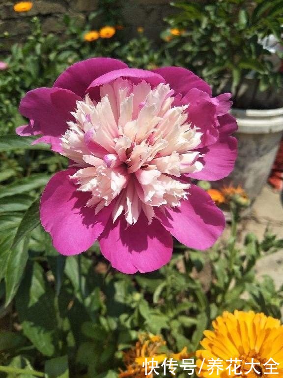 土农药|抓住5月的尾巴，赶紧养一株“芍药花神”，开花比碗还要大