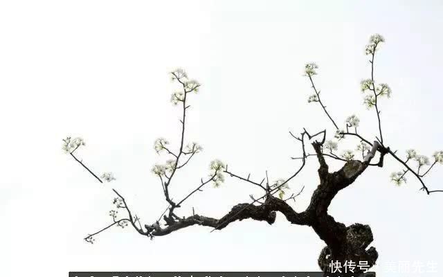 多肉——入了我的时光画卷!