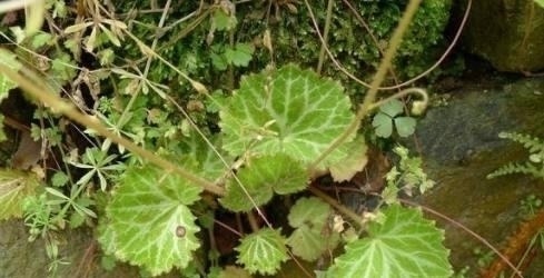 家中人|路边这长相似“耳朵”的草,你认识么?中医说它对治疗冻疮有奇效