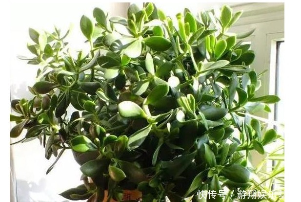 玉树|玉树不开花老花农教你这样养,叶片绿的发亮,花开爆盆!