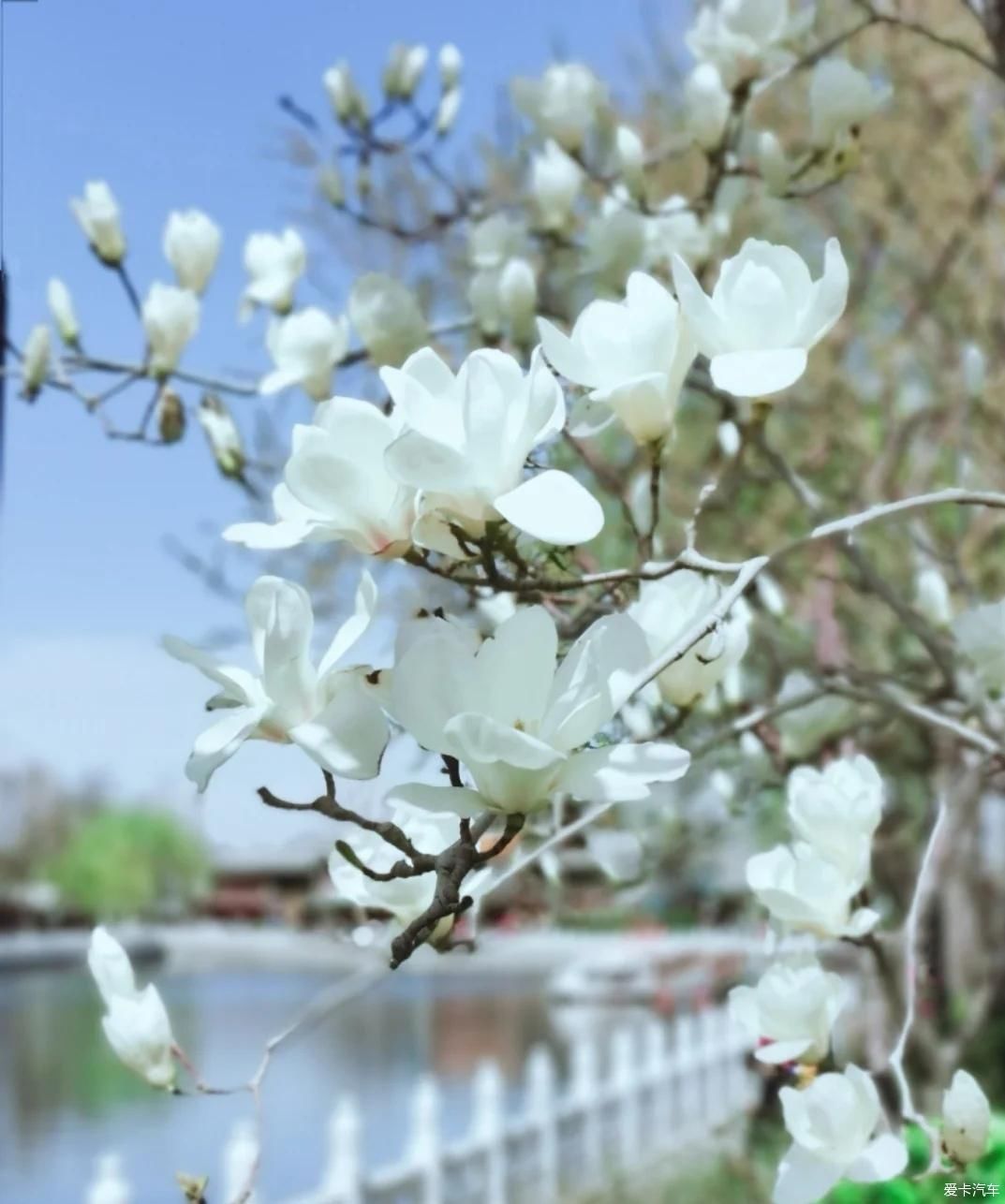 碧波荡漾，什刹海风情