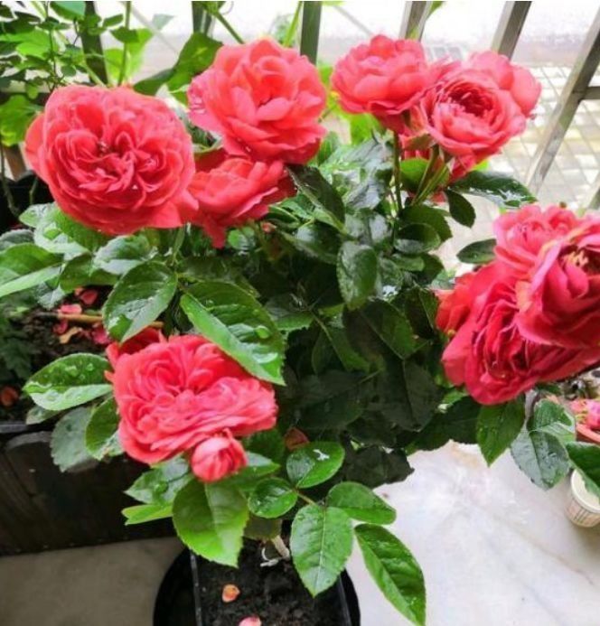 几种花是花中劳模,一年四季开花不断,花色鲜艳,适合种在庭院