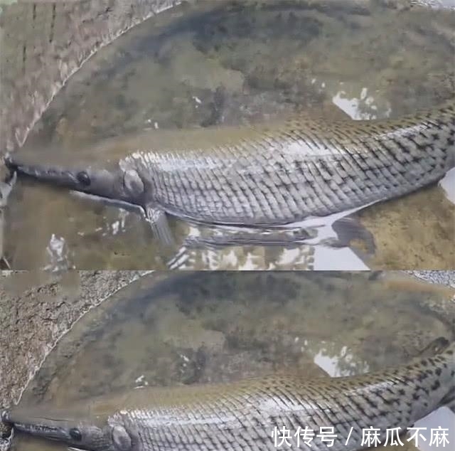 奇闻：男子钓到条奇怪的鱼，很像鳄鱼，网友：别往家带
