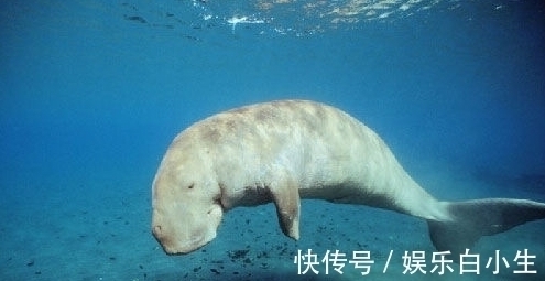 陵鱼&南海出现过的鲛人,头似人尾似鱼,鲛人真的存在吗?古书中有记载