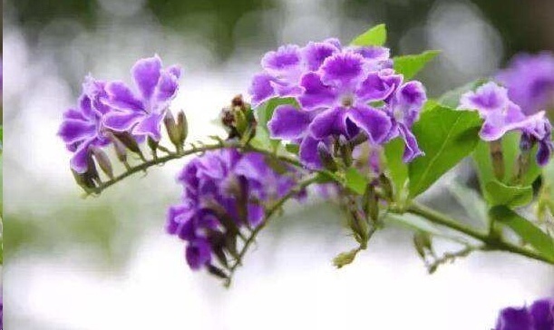 风信子|这18种超级好养的植物,养花新手也能养的很好!