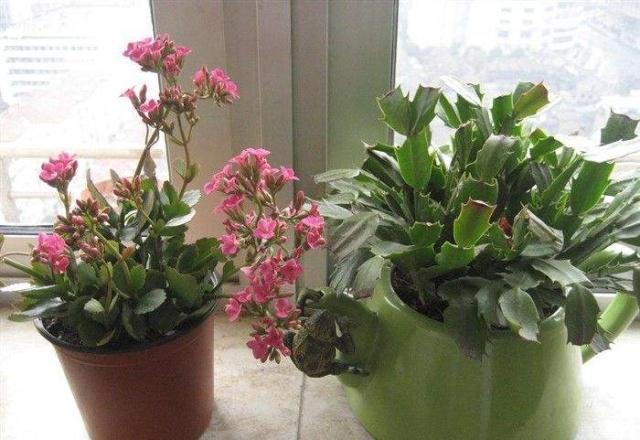 蟹爪兰|长寿花和蟹爪兰可以做邻居吗原来这么“养”,枝叶茂密花开不断