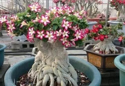 玫瑰|把沙漠玫瑰养成“盆景”,颜值高、价值高,太容易成型了