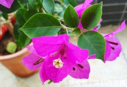 超耐旱好养的花,浇水越多长得越快,漂亮又好闻,花姿妖娆