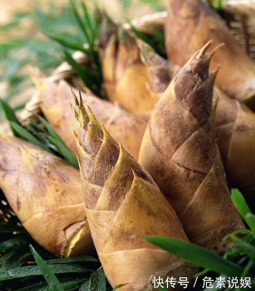 买竹笋应该怎么挑老菜农教你几招,以后别买错了,难吃还浪费钱
